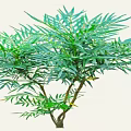 Lush Green Shrub With Dense Foliage And Vibrant Leaves In Natural Growth