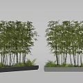 Lush Bamboo Plants Growing in Long Gray Rectangular Planters with Surrounding Small Greenery 3d model