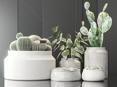 Modern Bonsai Potted Plants With Cactus Succulents In Concrete Ceramic Planters 3d model