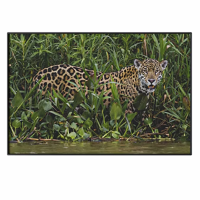 Jaguar Standing In Dense Green Grass Near Water In Natural Habitat 3d model