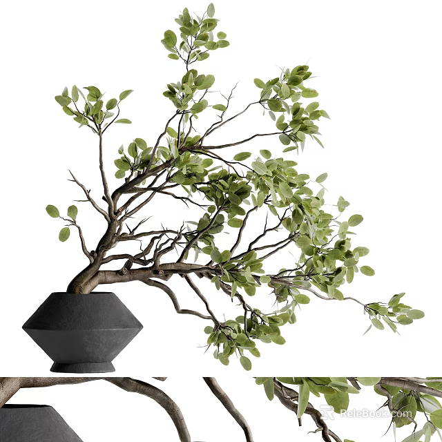 Lush Green Bonsai Plant in Black Geometric Vase with Curved Branches 3d model 
