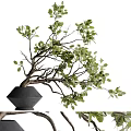 Lush Green Bonsai Plant in Black Geometric Vase with Curved Branches