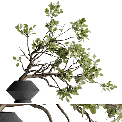 Lush Green Bonsai Plant in Black Geometric Vase with Curved Branches 3d model