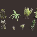 Various Herbaceous Plants Ferns And Diverse Greenery With Roots Displayed On Dark Background