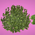 Three Lush Green Plants With Leafy Foliage And Different Shapes On Pink Background