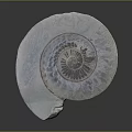 Spiral Ammonite Fossil With Intricate Natural Texture On Gray Background