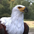 White Head And Neck Brown Winged Eagle With Yellow Beak Standing On Grassland Natural Background