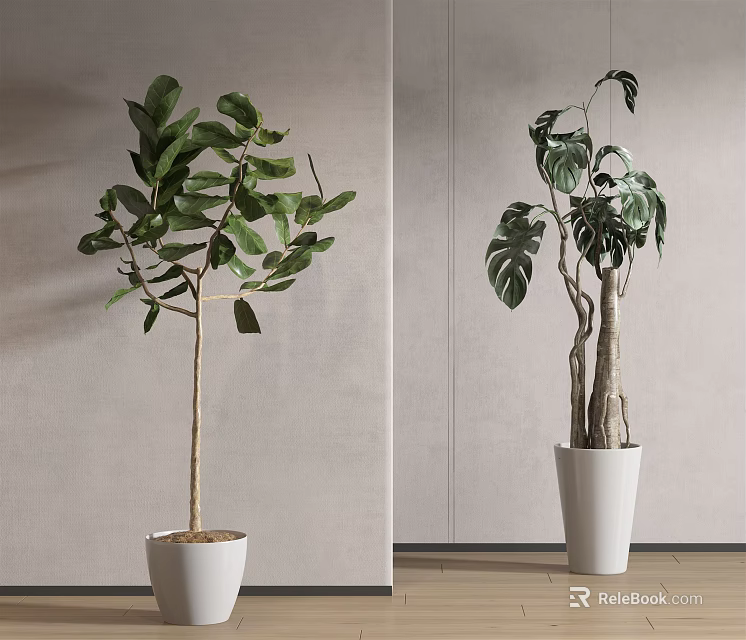 Indoor Bonsai Potted Plants With Large Green Leaves And Monstera In White Pots 3d model 