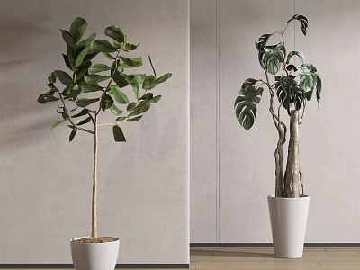 Indoor Bonsai Potted Plants With Large Green Leaves And Monstera In White Pots 3d model