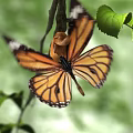 Monarch Butterfly Flying Among Green Leaves And Tree Branches With Vibrant Orange Wings