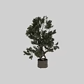 Two Bonsai Trees With Twisted Trunks And Green Foliage In Gray Flower Pots