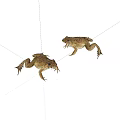 Two Realistic Brown Toads in Natural Posture on White Background