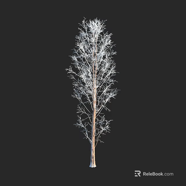 Single Tall Arbor Tree With Bare Branches Isolated On Dark Background 3d model