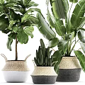 Large Green Leaf Potted Plants in Woven Baskets and Ceramic Pots for Home Decor