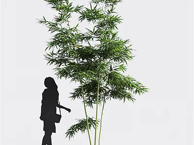 Tall Green Bamboo Plant With Lush Leaves Next To Woman Silhouette 3d model