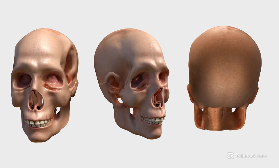 Three 3D Skull Models From Different Angles With Front Side And Back Views 3d model 
