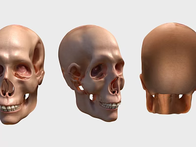 Three 3D Skull Models From Different Angles With Front Side And Back Views 3d model