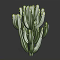 Green Cactus Plant With Multiple Branches And Yellow Spines On Black Background