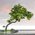 Plant landscape tree pond stone head oblique floating modeling tree 3d model