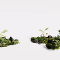 Natural Lush Green Plant Displays With Diverse Foliage And Decorative Rocks
