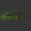 Lush Green Fern Leaf with Visible Veins and Branches Against Dark Background