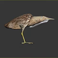 Brown Patterned Bird With Long Yellow Legs And Beak On Dark Background 3d model