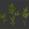 Three Fresh Green Leaf Plants With Slender Stems On Gray Background