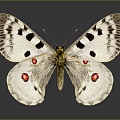 Modern Butterfly Moth Moth Animal Anime Character 3d model