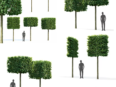 Various Shaped Pruned Shrubs For Garden Landscaping And Decoration 3d model
