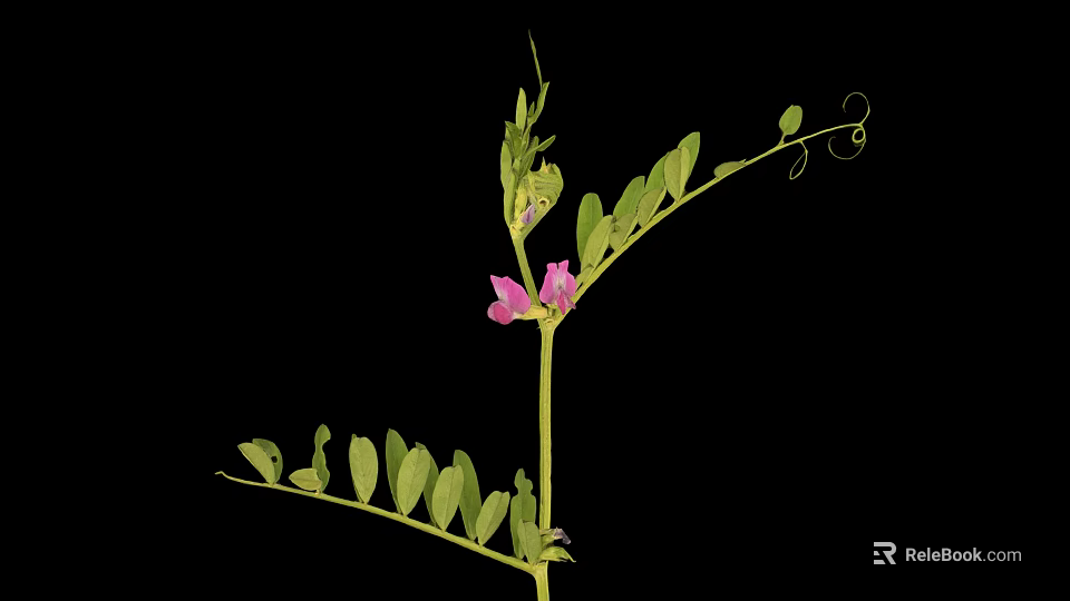 Fresh Pea Plant with Purple Flowers and Green Compound Leaves on Black Background 3d model 