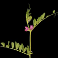 Fresh Pea Plant with Purple Flowers and Green Compound Leaves on Black Background