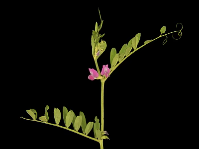 Fresh Pea Plant with Purple Flowers and Green Compound Leaves on Black Background 3d model