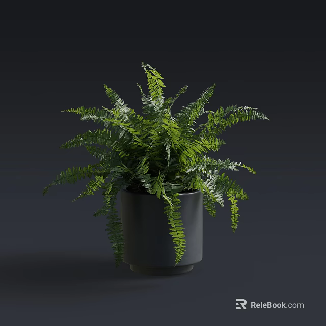 Lush Green Fern Bonsai Potted Plant with Elegant Fronds in Gray Pot 3d model 