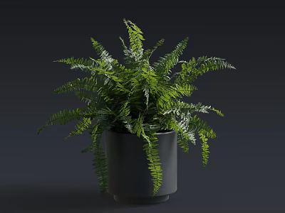 Lush Green Fern Bonsai Potted Plant with Elegant Fronds in Gray Pot 3d model