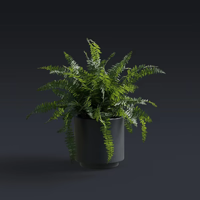 Lush Green Fern Bonsai Potted Plant with Elegant Fronds in Gray Pot 3d model