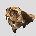 Prehistoric Animal Skull Fossilized Remains With Large Teeth And Skeleton Structure