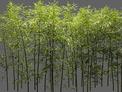 Bamboo Plants With Lush Green Foliage And Stems 3d model