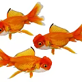 Three Orange Goldfish Swimming With Red Head And Orange Tail