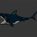 Fierce Dark Blue Shark With Open Mouth And Sharp Teeth Detailed Texture 3d model