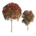 Decorative Shrubs with Red Green Leaves Various Shapes for Landscape Design