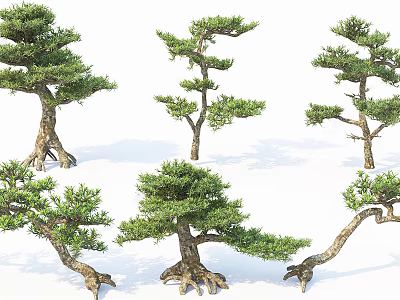 Various Form Bonsai Arbor With Lush Foliage Twisted Trunks And Exposed Roots 3d model
