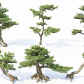 Various Form Bonsai Arbor With Lush Foliage Twisted Trunks And Exposed Roots