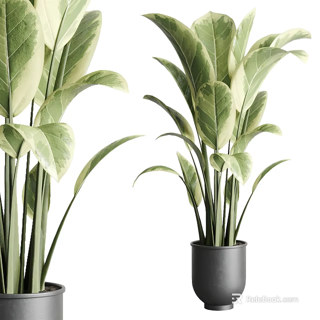 Indoor Potted Plants With Variegated Green And White Leaves In Black Pots 3d model 