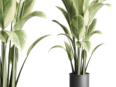 Indoor Potted Plants With Variegated Green And White Leaves In Black Pots 3d model