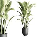 Indoor Potted Plants With Variegated Green And White Leaves In Black Pots
