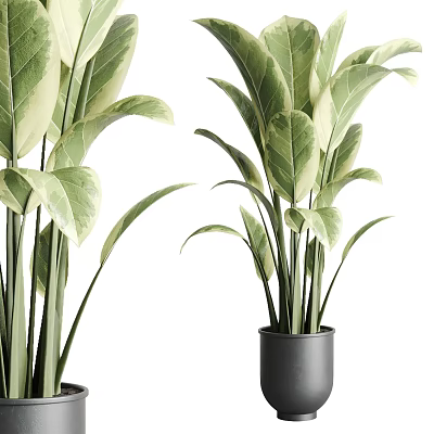 Indoor Potted Plants With Variegated Green And White Leaves In Black Pots 3d model