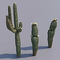 Three Decorative Succulent Cactus Plants with Green Stems and White Flowers