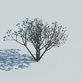 Blooming White Flowering Arbor with Branches and Shadow in Light Scene 3d model