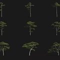 Various Arbor Trees Displaying Different Natural Growth Forms On Black Background 3d model
