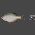 Still Life Display With Fresh Fish And Colorful Rubik's Cube On Gray Background